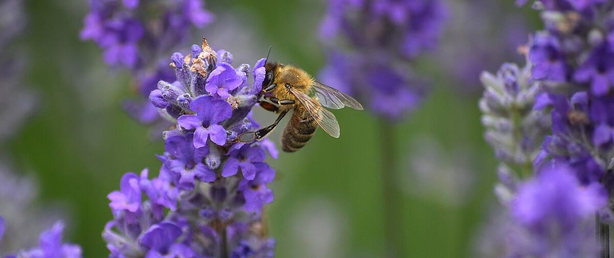 Bienen und Lavendel